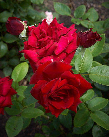 Rose 'Ingrid Bergman'