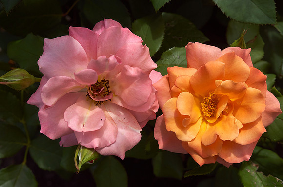 Rose 'Tuscan Sun'