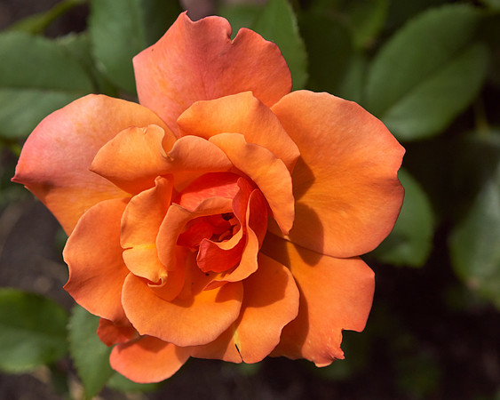 Rose 'Tuscan Sun'