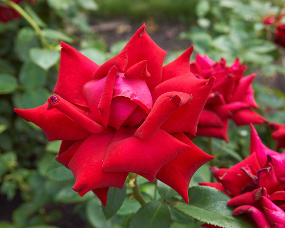 Rose 'Ingrid Bergman'