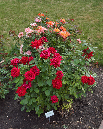 Rose 'Ingrid Bergman'