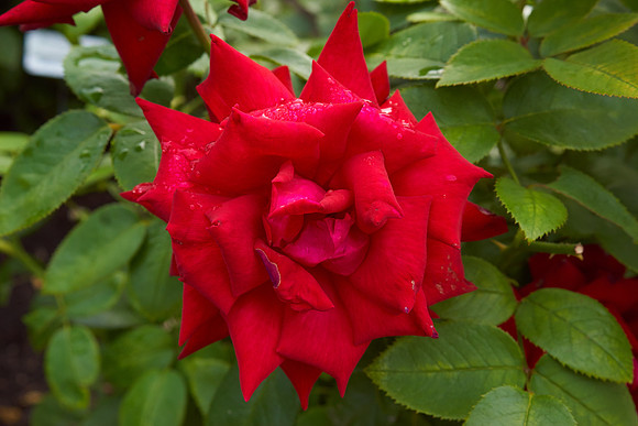 Rose 'Ingrid Bergman'