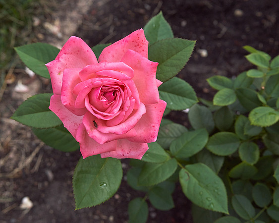 Rose 'Falling In Love'