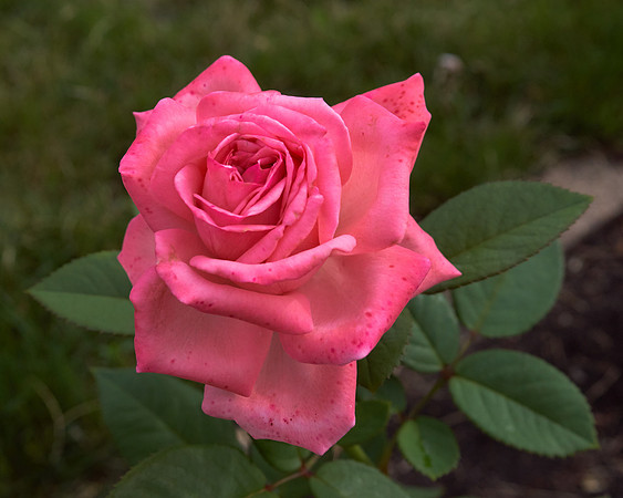 Rose 'Falling In Love'