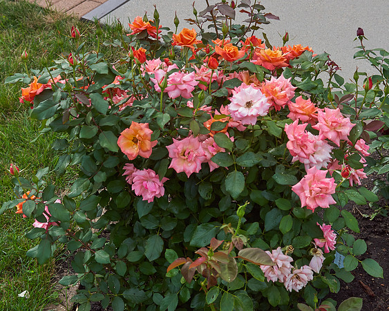 Rose 'Tuscan Sun'