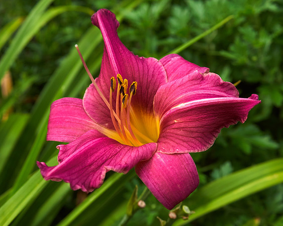 Lily Daylily 'Summer Wine'