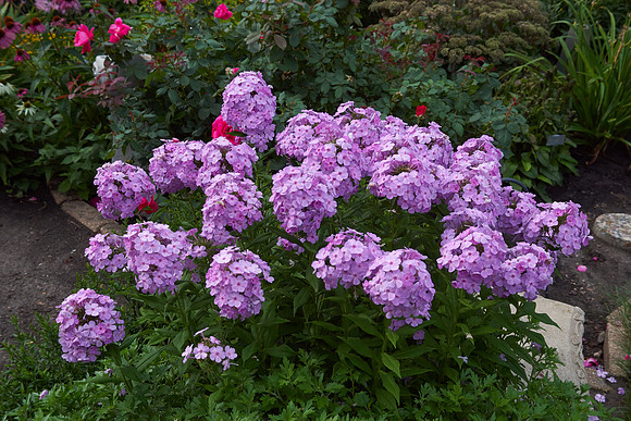 Phlox 'Shockwave'