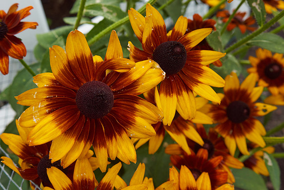 Rudbeckia 'Autumn Forest'