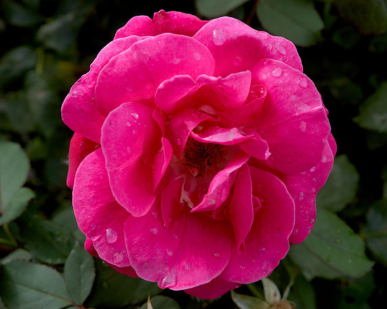 Rose 'Winnipeg Park'