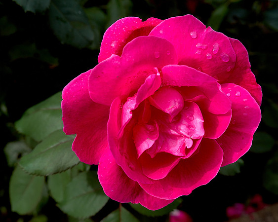 Rose 'Winnipeg Park'
