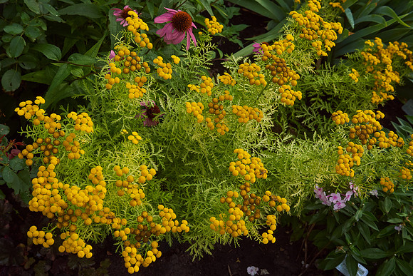 Tansy 'Isla Gold'