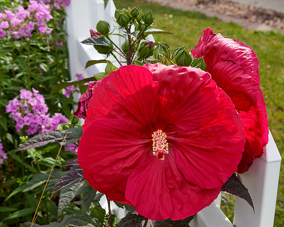 Hibiscus 'Mars Madness'