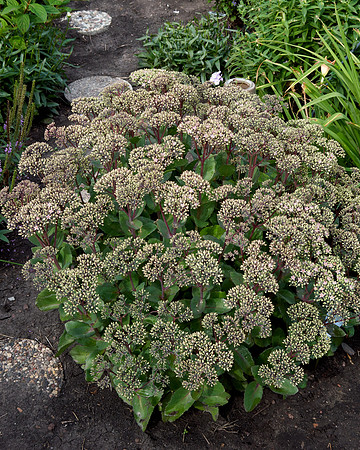 Sedum 'Black Jack'