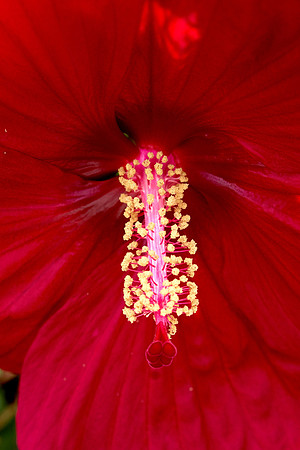Hibiscus 'Mars Madness'
