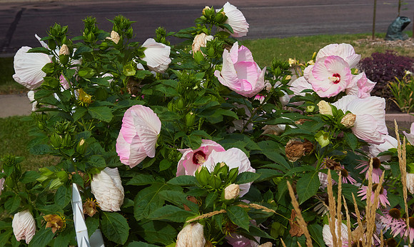 Hibiscus 'Ballet Slippers'
