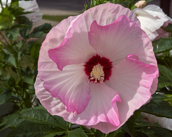 Hibiscus 'Ballet Slippers'