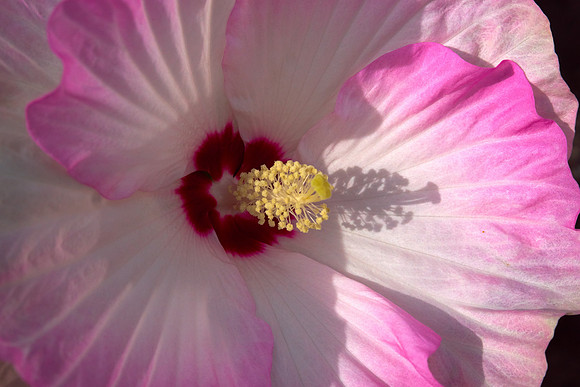Hibiscus 'Ballet Slippers'