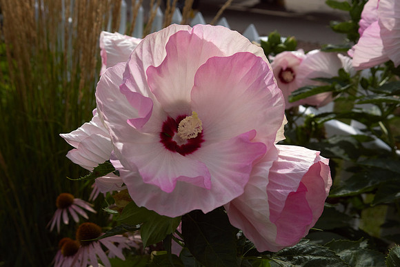 Hibiscus 'Ballet Slippers'