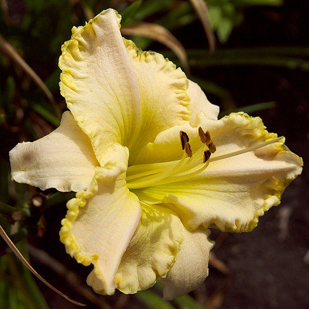 Lily Daylily, Ruffled 'Marque Moon'