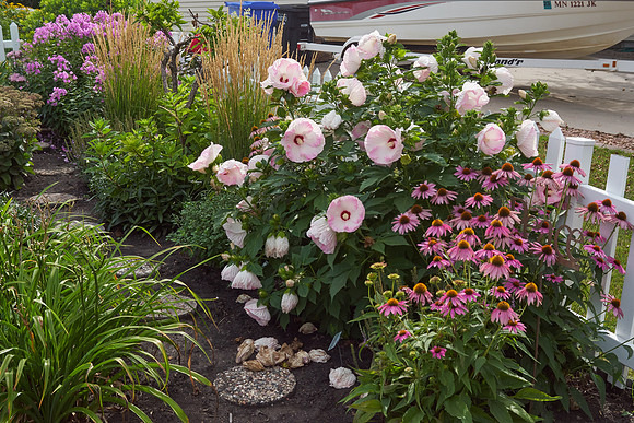 Hibiscus 'Ballet Slippers'