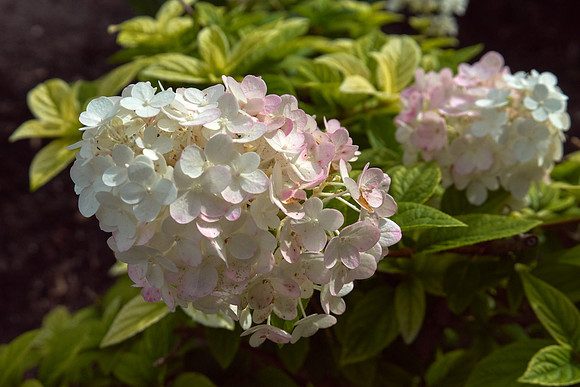 Hydrangea 'Strawberry Sundae'