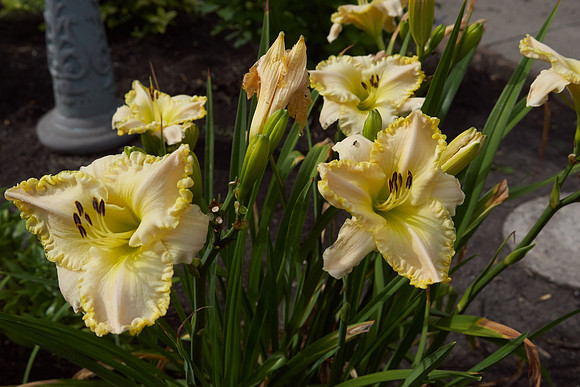 Lily Daylily, Ruffled 'Marque Moon'