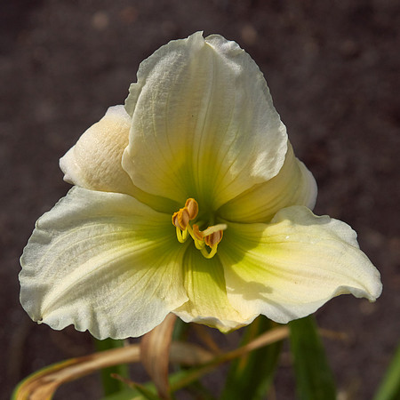 Lily Daylily 'White Temptation'