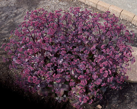 Sedum 'Xenox'