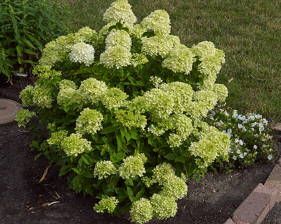 Hydrangea 'Little Lime'