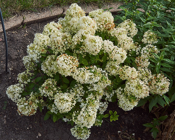 Hydrangea white