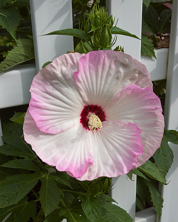 Hibiscus 'Ballet Slippers'