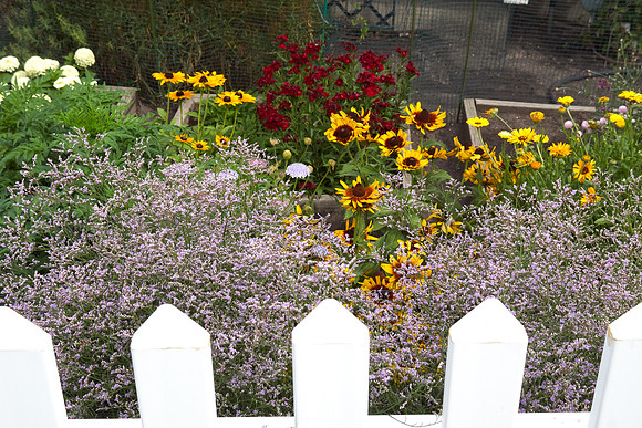 Statice 'Sea Lavender'