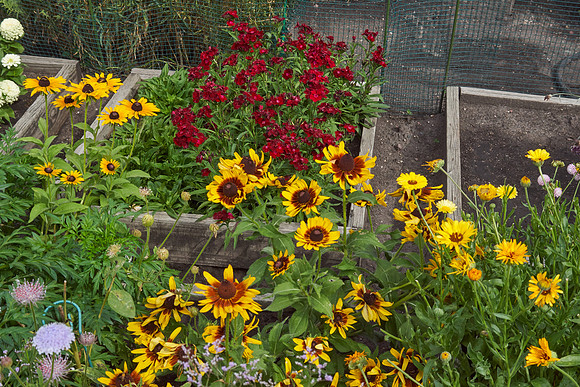 Rudbeckia 'Denver Daisy'