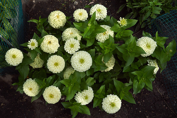 Zinnia 'White Wedding'