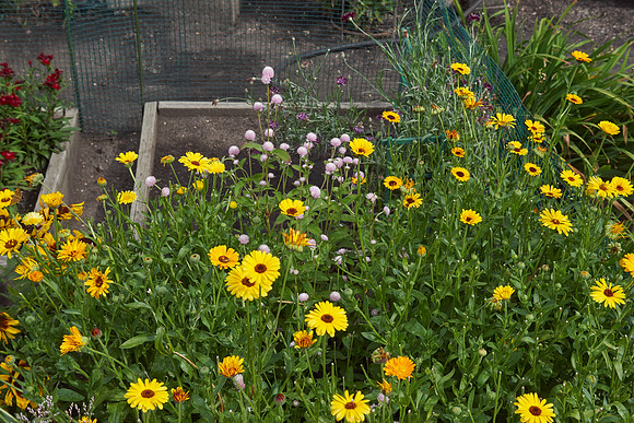 Calendula 'Summer Carnival'