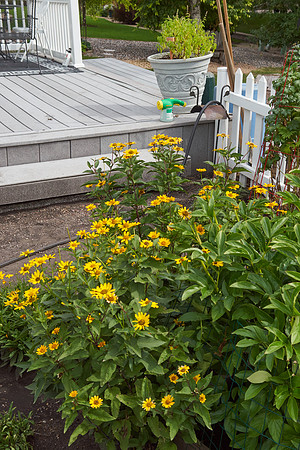Heliopsis 'Summer Nights'