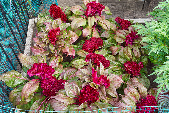 Celosia 'Gypsy Queen'