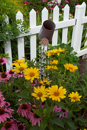 Heliopsis 'Loraine Sunshine'