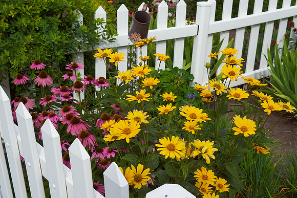 Heliopsis 'Loraine Sunshine'