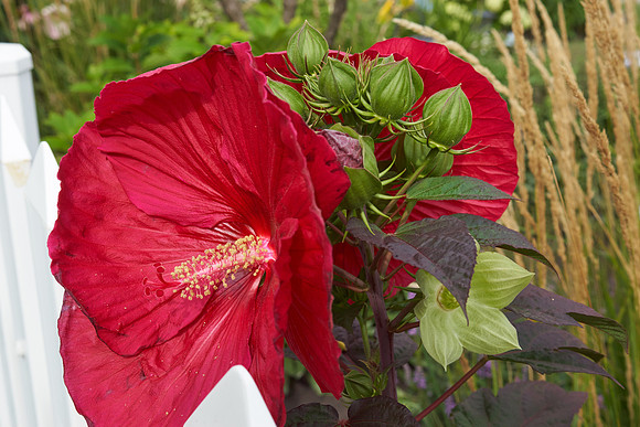 Hibiscus 'Mars Madness'