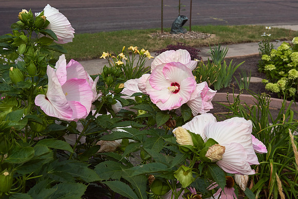Hibiscus 'Ballet Slippers'