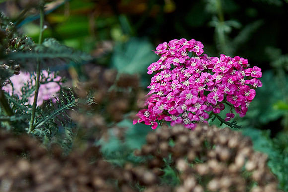 Yarrow pink