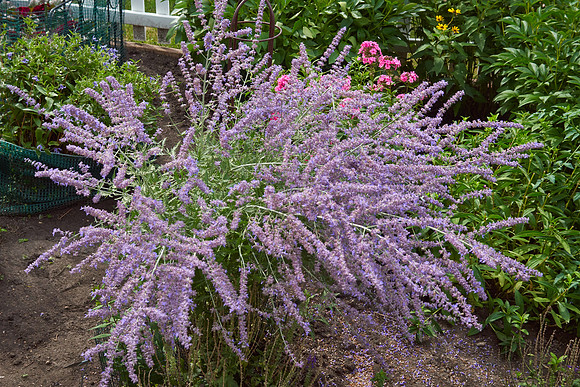 Sage, Russian 'Little Spire'