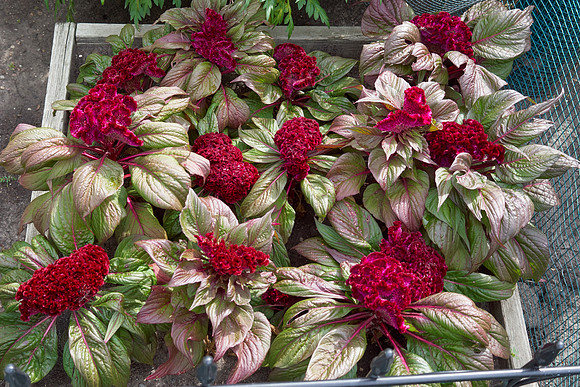 Celosia 'Gypsy Queen'