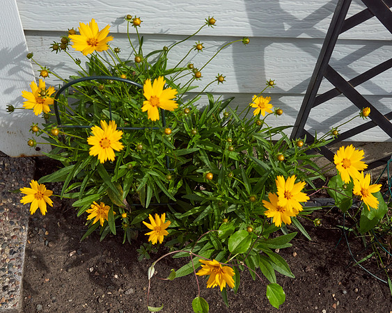 Coreopsis 'Jethro Tull'