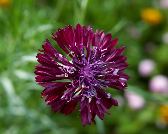Bachelor Buttons 'Classic Magic'