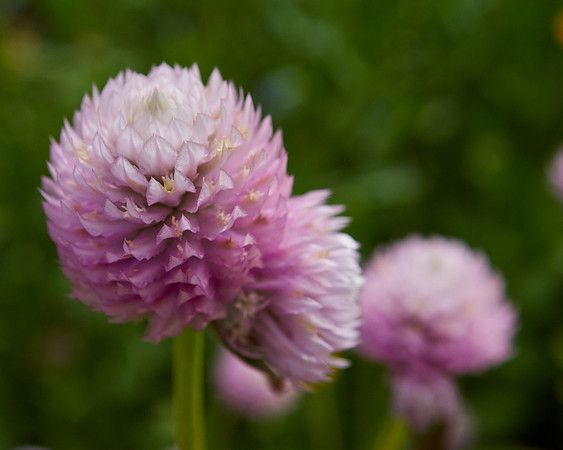 Amaranth 'Globe Qis'