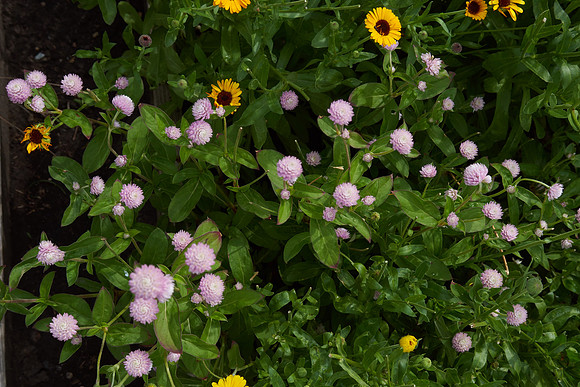 Amaranth 'Globe Qis'
