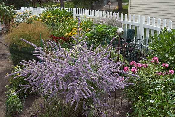 Sage, Russian 'Little Spire'