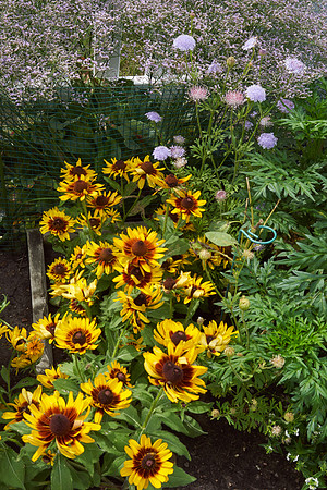 Daisy 'Gloriosa'